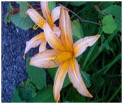 Daylily flower